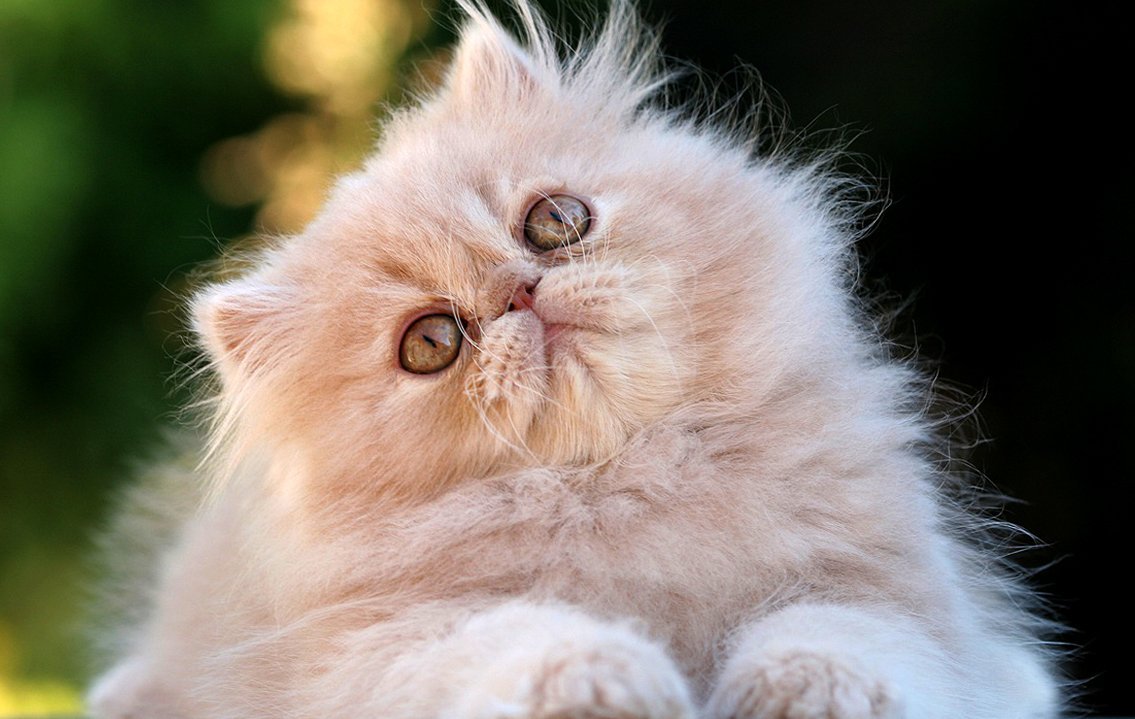 15 Fotos que te van a dar motivo para amar a los gatos