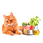 Pienso Natural para gatos
