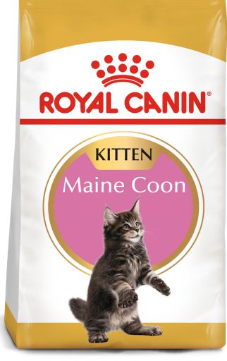 KittenMaine Coon Pienso para Gatito de Raza