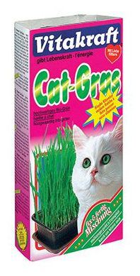 Hierba gatera Cat Grass