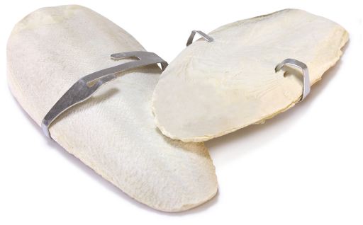 Hueso De Jibia Retractilado Hueso De Jibia Retractilado