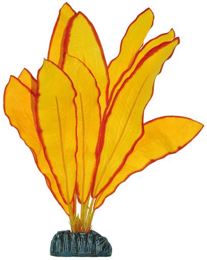 Echinodorus Echinodorus